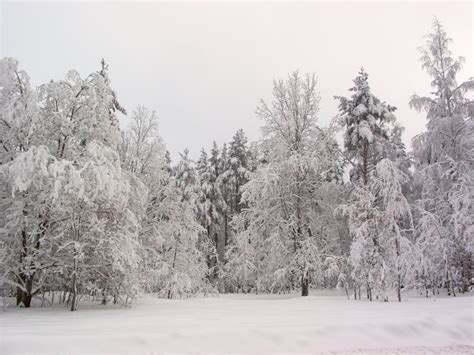 Winter Forest Snow Field Stock Image Image Of Frosted 1540009