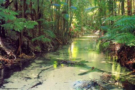 40 Interesting Facts About Fraser Island Australia Factins