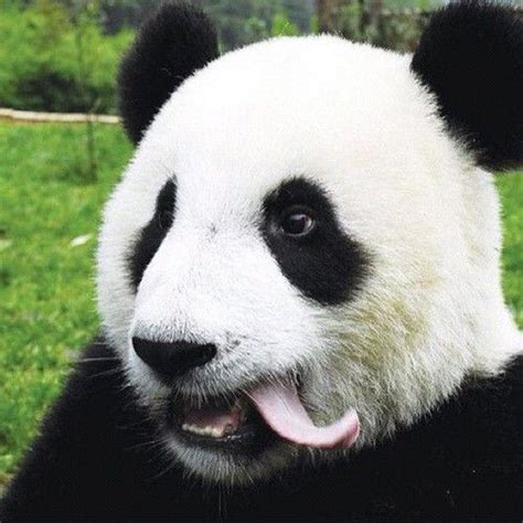 Funny Panda Panda Bear Cute Panda Funny Panda