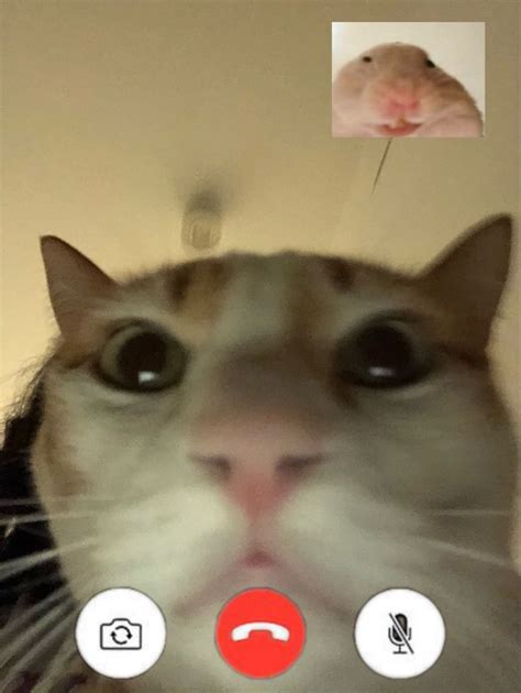 A Close Up Of A Cats Face With A Mouse On The Wall In The Background
