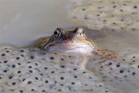 how do frogs reproduce frog reproduction copulation spawning and incubation