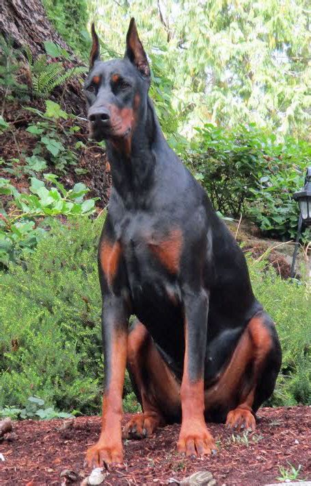 Click here to be notified when new doberman pinscher puppies are listed. European Doberman Puppies for Sale - European Dobermans