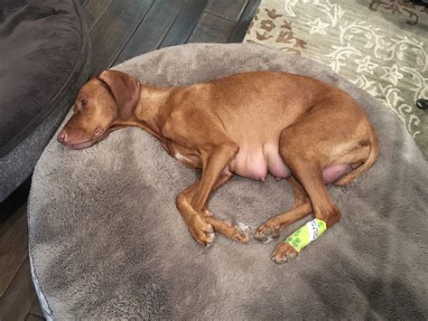 Mastitis can rarely occur in men. Everything I "never" wanted to know about Canine Mastitis ...