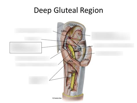 Deep Gluteal Region Diagram Quizlet