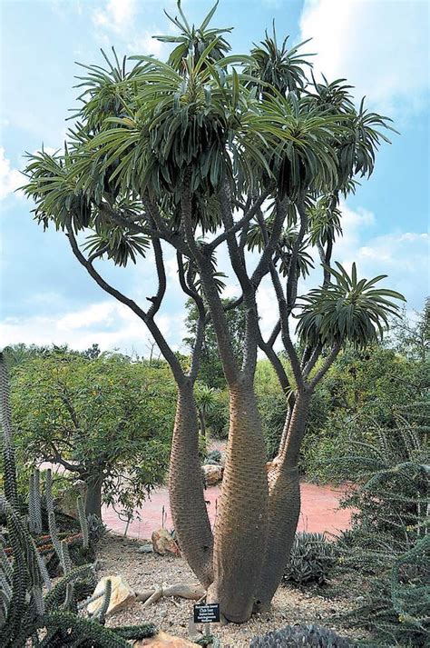 Palmeira De Madagascar Pachypodium Lamerei Unusual Plants Rare