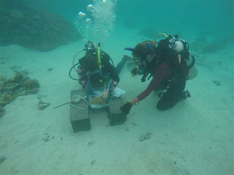Csun Marine Biologists Measure Runoffs Effects On Coral Reefs Biosphere