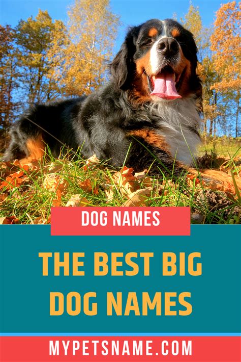 Best Big Dog Names Big Dog Names Dog Names Best Big Dogs