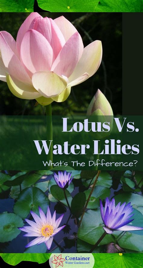 Lotus And Water Lily Plants Water Garden Plants Lotus Garden
