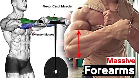 The Top 4 Exercises For Massive Forearm Development