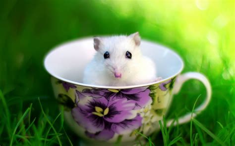 White Hamster In A Coffee Cup In The Grass