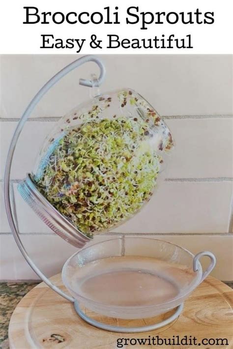 It can process raw meat, for instance. How to Make Broccoli Sprouts - GrowIt BuildIT