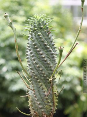 U krijgt een gezonde snede van ongeveer 12 in lengte (op basis van beschikbaarheid). Euphorbia - Kens-Nursery