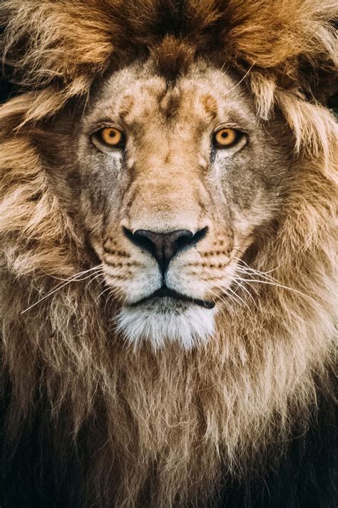 Portrait Of A Beautiful Lion By Mike Kolesnikov