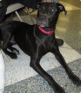 Great dane labrador mix is a designer dog. Labradane (Great Dane-Lab Mix) Info, Puppies, and Pictures