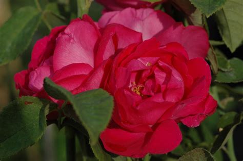 American Beauty Rose Intensiv Rosa And Violett 09 2 M Ledechaux