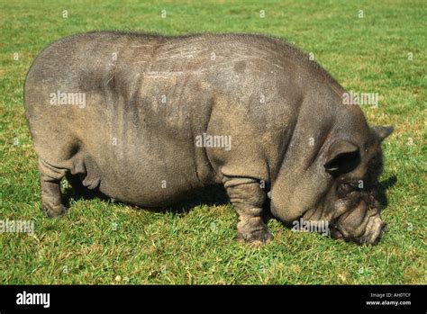 Vietnamese Pot Bellied Pig Stock Photo Alamy