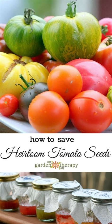 Once germinated (which usually takes about a week, give or take a day or two), keep seedlings in a sunny position indoors until all risk of frost has passed, then harden them off to get them accustomed to. Saving Heirloom Tomato Seeds