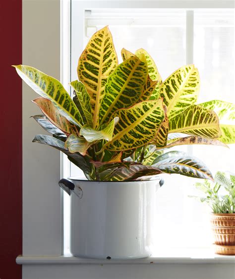 Celebrate National Indoor Plant Week With Costa Farms