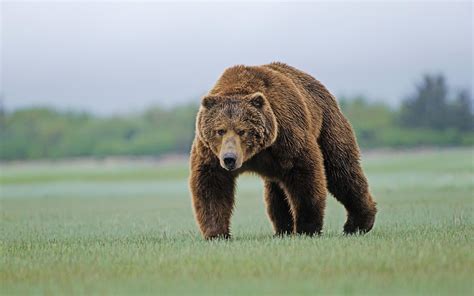 Brown Bear Wallpapers And Images Wallpapers Pictures Photos