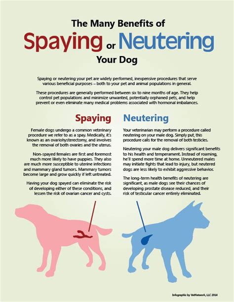 Brian voynick, the owner and director of the. Here's why you should spay or neuter your pet. | Vet ...