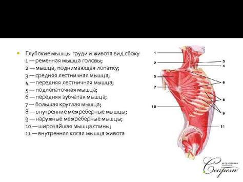 СЕКРЕТ Мышцы спины Поверхностные мышцы спины