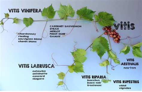 Its Wine Knowledge Day Every Wednesday I Will Share