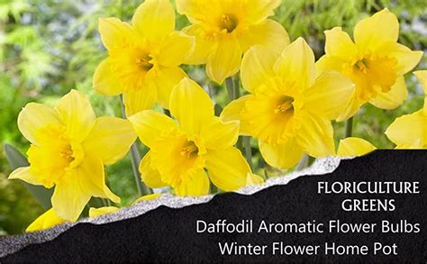 Floriculture Greens Imp Daffodil Aromatic Flower Bulbs Winter Flower