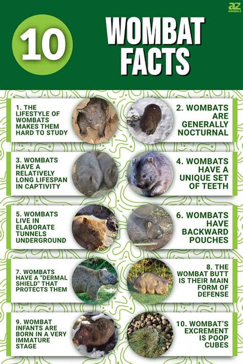 10 Incredible Wombat Facts Az Animals