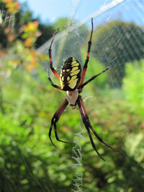 Check spelling or type a new query. Black and Yellow Spiders - The Infinite Spider