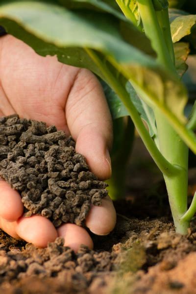 When And How To Fertilize Garden Plants 5 Big Secrets To Success