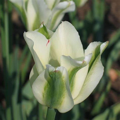 Tulip Spring Green White Flower Farm