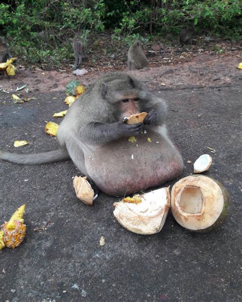 In Photos Obese Macaque Gorges On Human Junk Food Live Science