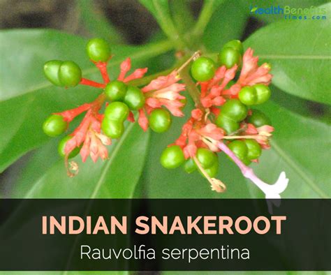 Indian Snakeroot Facts And Health Benefits