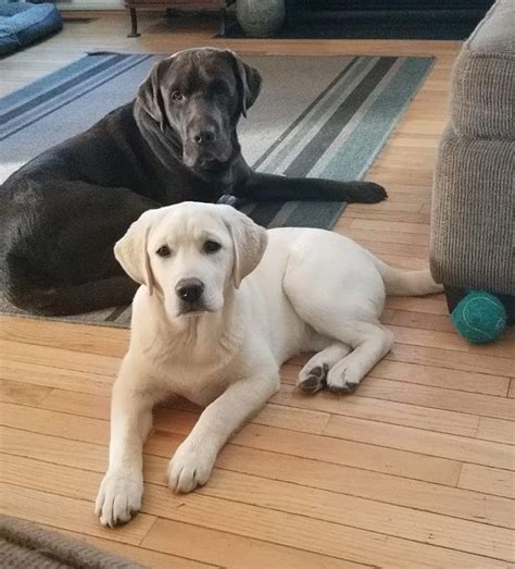 Give a dog a home without leaving yours. Yellow Labrador Puppies For Sale in Maryland | Pure Bred ...
