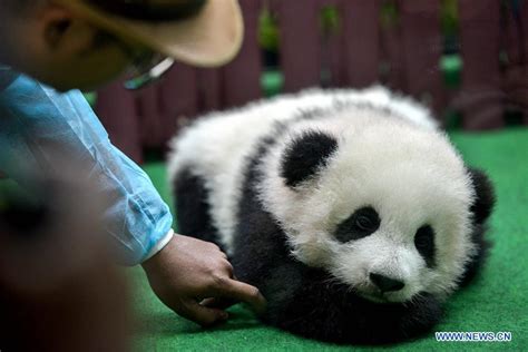 Second Giant Panda Born In Malaysia Makes Public Debut Xinhua