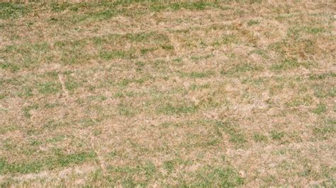 Understanding Tall Fescue Grass Dormancy A Comprehensive Guide