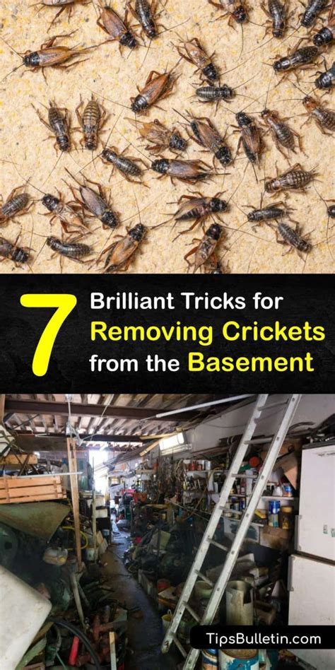 cellar cricket control guide for getting rid of crickets in the basement
