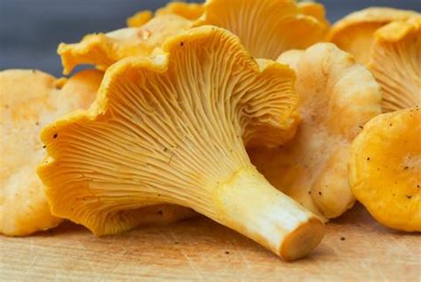 Fresh Golden Chanterelle Mushrooms Priced Per Pound