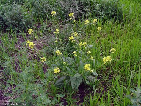 Sinapis Arvensis Charlock Minnesota Wildflowers