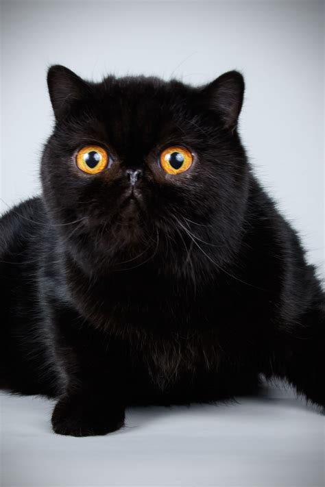 Most Beautiful Black Cat In The World