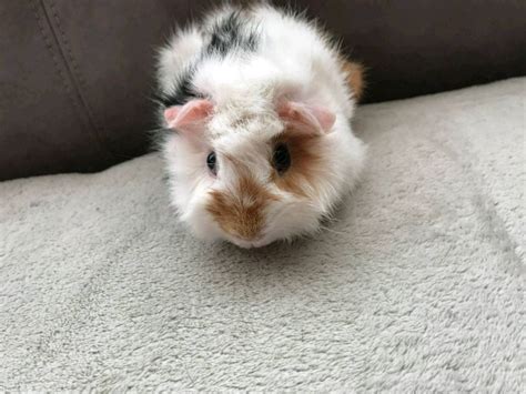 3 Male Guinea Pigs For Sale In Great Barr West Midlands Gumtree
