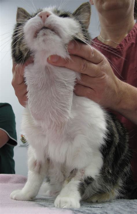 Left untreated, cats develop high blood pressure, kidney disease, and heart problems. Insights into Veterinary Endocrinology: Cystic Thyroid ...