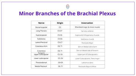 Brachial Plexus Anatomy Roots Trunks Divisions Cords And Branches