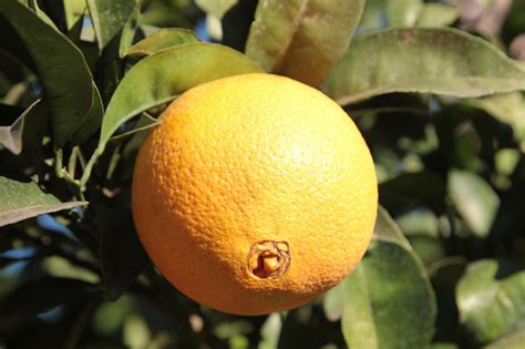 Orange Agrumes Fruit En Bonne Photo Gratuite Sur Pixabay Pixabay