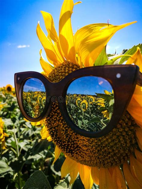 Summer Sunflower Outfit In Black Sunglasses Yellow Sunflower On Blue Sky And Sunflower