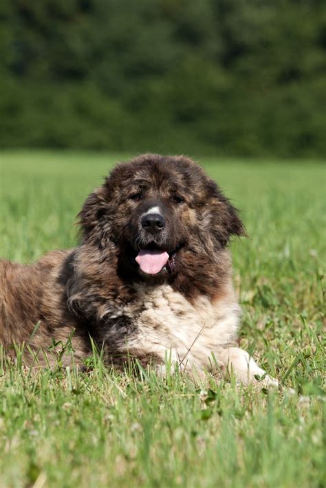 What Is The Breed Of Caucasian Shepherd Dog