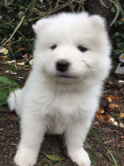 Samoyed Puppies For Sale Texas City Tx 190158