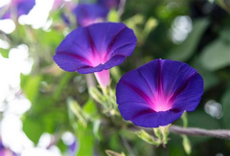 How To Grow And Care For Morning Glory