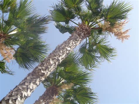 Triple Palm Trees By Summerdayz238 On Deviantart