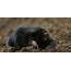 Mole  Mammals Species Pro Scottish Wildlife Trust